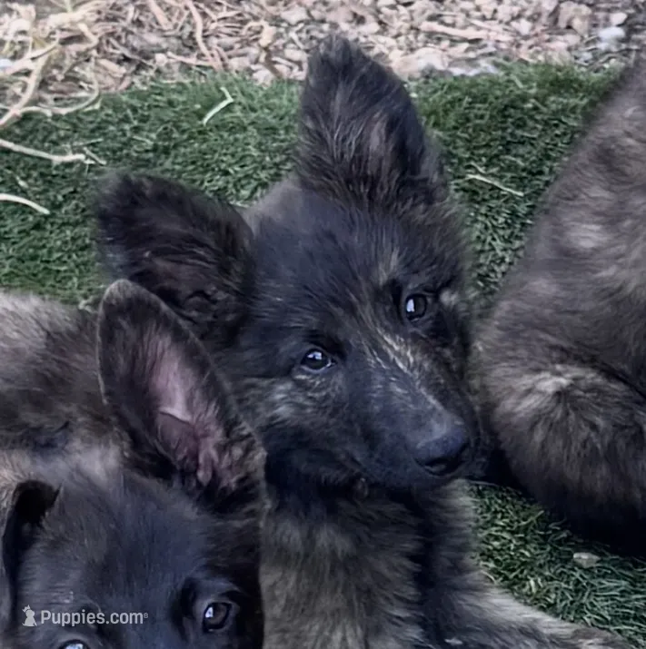 AKC katie  – Dutch Shepherd puppy on hold in Hastings, MN
