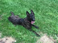 Registered Dutch F pink , a female Dutch Shepherd for sale in Hastings, MN – 2 of 3