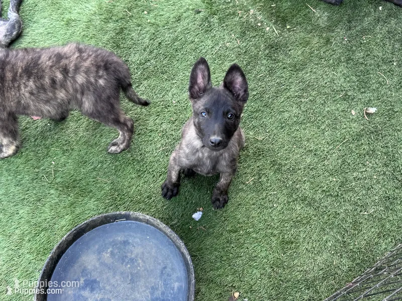 AKC Keno  – Dutch Shepherd puppy for sale in Hastings, MN