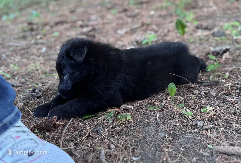 Green boy , a male Belgian Sheepdog for sale in Hastings, MN – 1 of 10