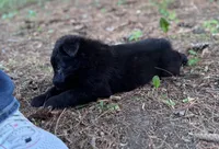 Green boy , a male Belgian Sheepdog for sale in Hastings, MN – 1 of 10