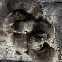 AKC Ruby , a female Dutch Shepherd for sale in Hastings, MN – Photo 3 of 5