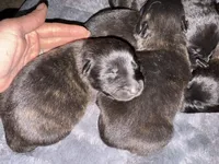 processed/02d75a6d-e801-4e77-af59-c184e5f8c90e/listing/ed2a9676-1370-4cea-a814-37f402aaafc6/b639a415-3457-4c02-ac6f-51ecd8117cc9