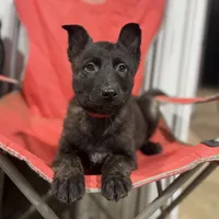 AKC Ruby , a female Dutch Shepherd for sale in Hastings, MN – Photo 1 of 5