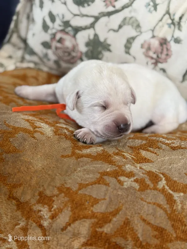 Hopper , a male Labrador Retriever for sale in Isanti, MN – Photo 1 of 4