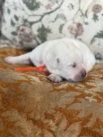 Hopper , a male Labrador Retriever for sale in Isanti, MN – Photo 3 of 4