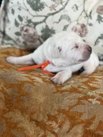 Hopper , a male Labrador Retriever for sale in Isanti, MN – Photo 4 of 4