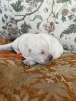 Hopper , a male Labrador Retriever for sale in Isanti, MN – Photo 2 of 4