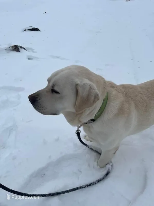 Leroy  – Labrador Retriever puppy for sale in Isanti, MN
