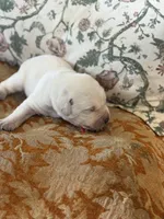 Sunny , a male Labrador Retriever for sale in Isanti, MN – Photo 3 of 3