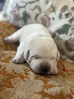 Sunny , a male Labrador Retriever for sale in Isanti, MN – Photo 1 of 3