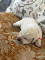 Sunny , a male Labrador Retriever for sale in Isanti, MN – Photo 2 of 3