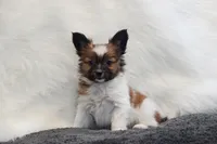 Lokie, a male Papillon for sale in Bowling Green, KY – Photo 2 of 2