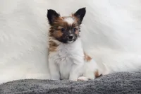 Lokie, a male Papillon for sale in Bowling Green, KY – Photo 1 of 2