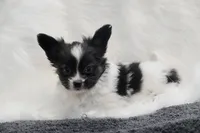 Chipper, a male Papillon for sale in Bowling Green, KY – Photo 2 of 2