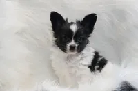 Chipper, a male Papillon for sale in Bowling Green, KY – Photo 1 of 2