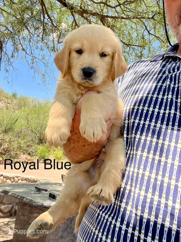 Royal blue  – Golden Retriever puppy for sale in Tucson, AZ