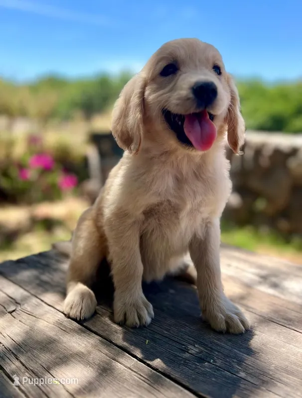 Beauty – Golden Retriever puppy for sale in Tucson, AZ