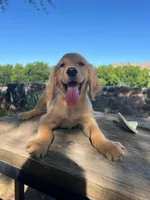 Brown, a male Golden Retriever for sale in Tucson, AZ – 4 of 5