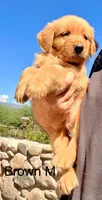 Brown, a male Golden Retriever for sale in Tucson, AZ – 2 of 2