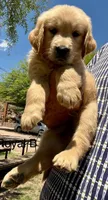 Royal blue , a male Golden Retriever for sale in Tucson, AZ – 2 of 3