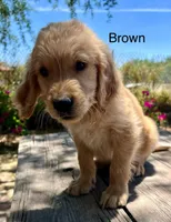 Brown , a male Golden Retriever for sale in Tucson, AZ – 2 of 5