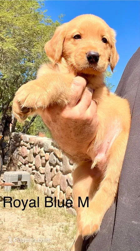 Royal blue  – Golden Retriever puppy for sale in Tucson, AZ