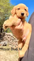 Royal blue , a male Golden Retriever for sale in Tucson, AZ – 1 of 2