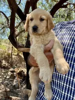 Lime, a female Golden Retriever for sale in Tucson, AZ – 2 of 2