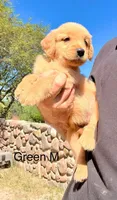 Green, a male Golden Retriever for sale in Tucson, AZ – 2 of 2