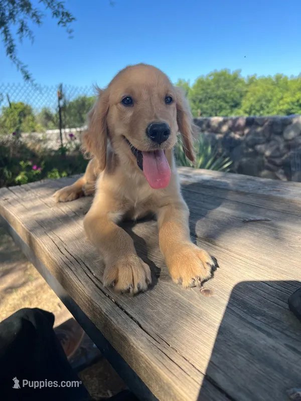Brown – Golden Retriever puppy for sale in Tucson, AZ
