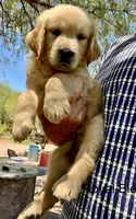 Royal blue , a male Golden Retriever for sale in Tucson, AZ – 3 of 3
