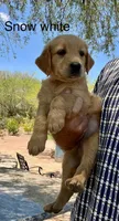 Snow Whitt , a female Golden Retriever for sale in Tucson, AZ – 3 of 3