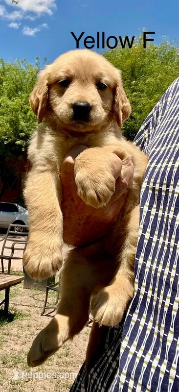 Yellow – Golden Retriever puppy for sale in Tucson, AZ