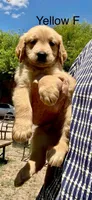 Yellow, a female Golden Retriever for sale in Tucson, AZ – 1 of 3