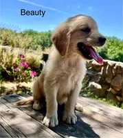 Beauty, a female Golden Retriever for sale in Tucson, AZ – 4 of 5