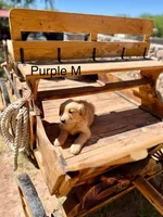 Purple , a male Golden Retriever for sale in Tucson, AZ – Photo 3 of 3