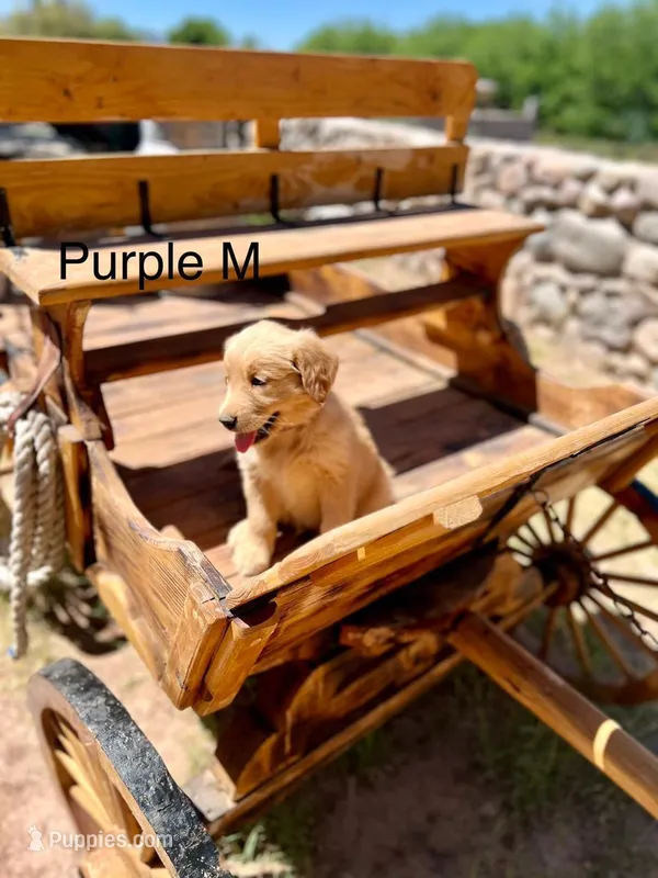 Purple  – Golden Retriever puppy for sale in Tucson, AZ