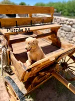 Purple , a male Golden Retriever for sale in Tucson, AZ – Photo 1 of 3