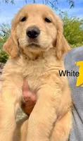 White, a male Golden Retriever for sale in Tucson, AZ – Photo 2 of 2