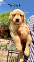 Yellow, a female Golden Retriever for sale in Tucson, AZ – 3 of 3