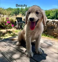Beauty, a female Golden Retriever for sale in Tucson, AZ – 3 of 5