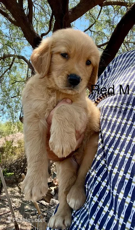 Red – Golden Retriever puppy for sale in Tucson, AZ