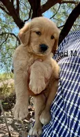 Red, a male Golden Retriever for sale in Tucson, AZ – 1 of 3
