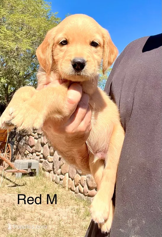 Red – Golden Retriever puppy for sale in Tucson, AZ