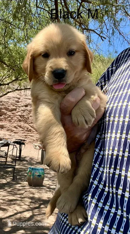 Black – Golden Retriever puppy for sale in Tucson, AZ