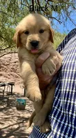 Black, a male Golden Retriever for sale in Tucson, AZ – 1 of 3