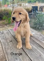 Orange, a female Golden Retriever for sale in Tucson, AZ – 3 of 4