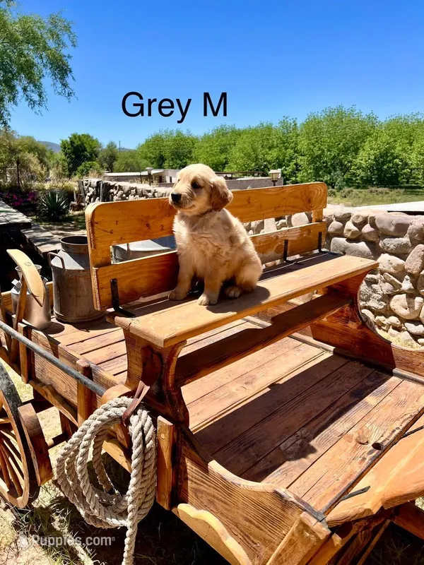 Gray – Golden Retriever puppy for sale in Tucson, AZ