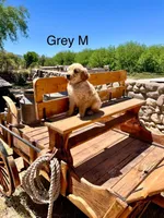 Gray, a male Golden Retriever for sale in Tucson, AZ – Photo 1 of 3